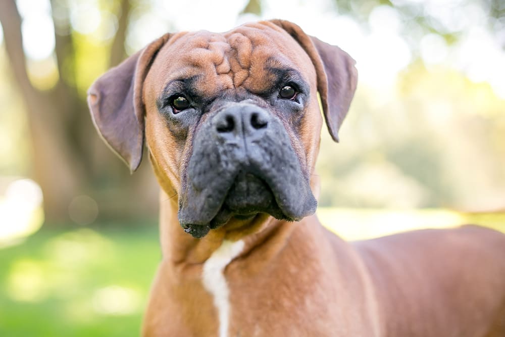 Boxer dog looking into camera as if asking a question. Urinalysis is a helpful diagnostic tool. Here's why.