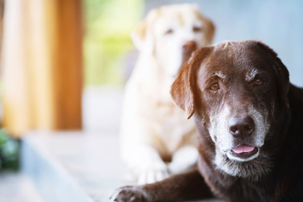 Elderly chocolate lab with golden lab in background. Older dogs can often benefit from cold laser therapy.