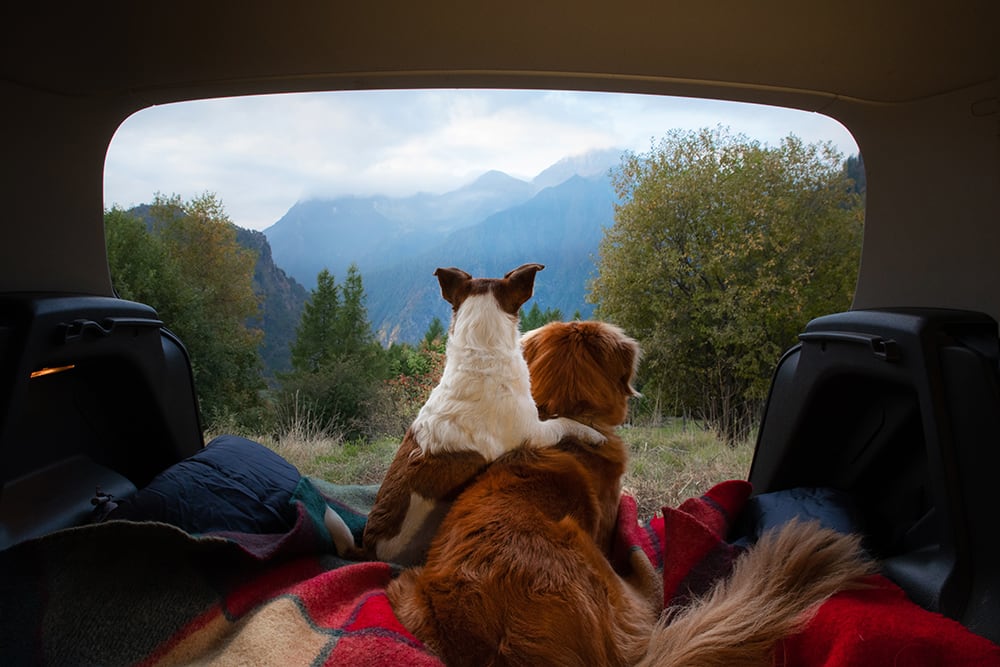 Dogs in back of SUV going on a road trip.