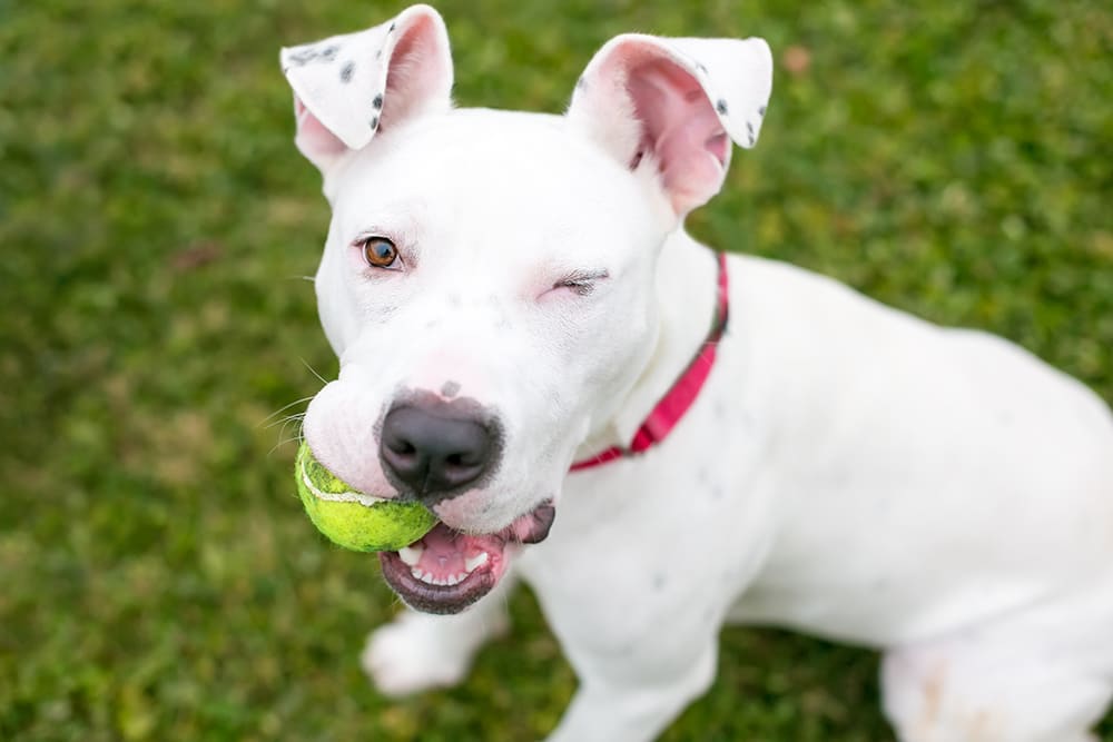 Happy white dog looking at camera with ball in mouth.