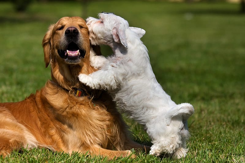 Golden retriever and white terrier playing together outside at dog boarding facility. Southeast Memphis Vet