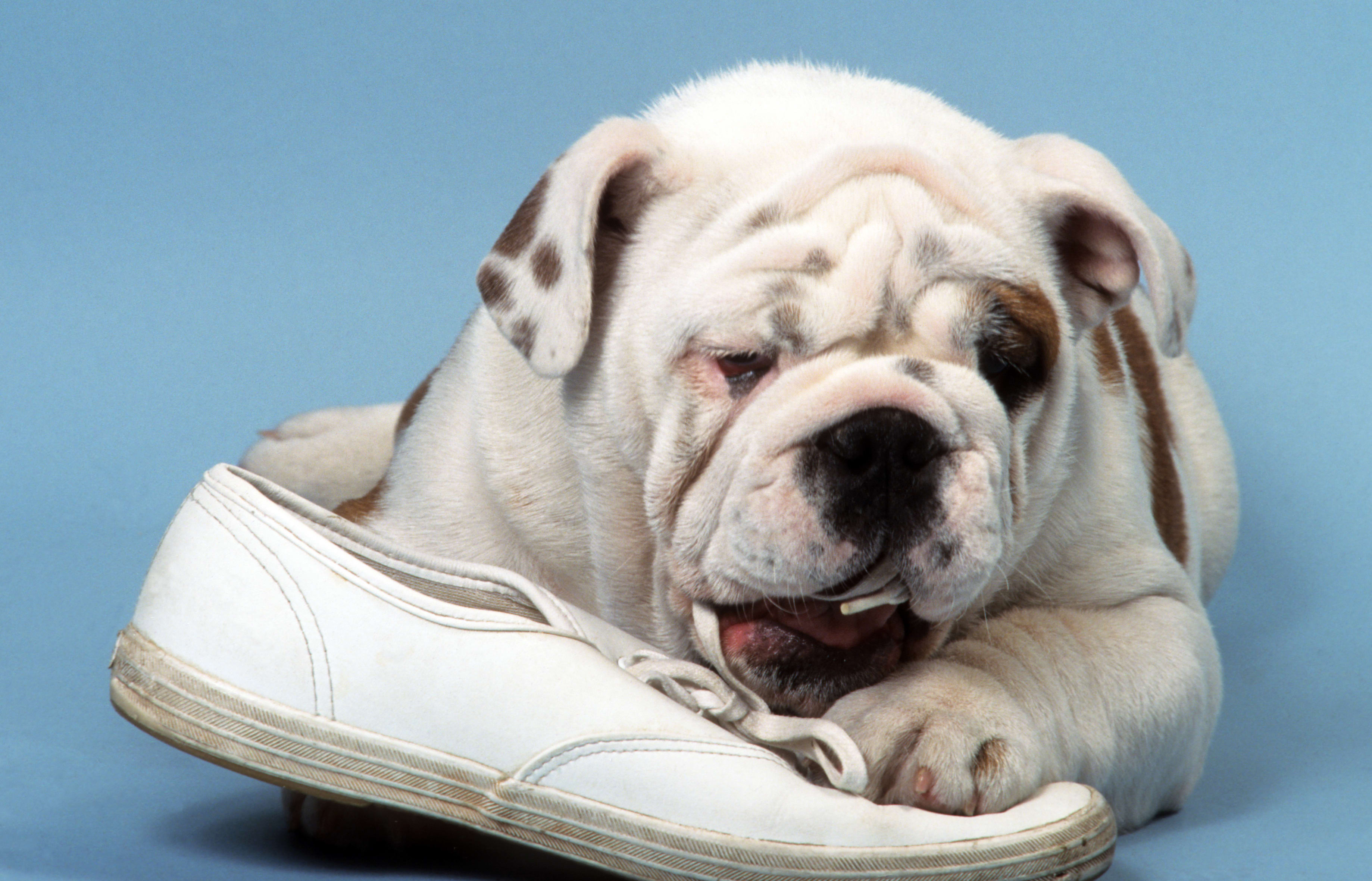 Dog Eating Shoe | Memphis vets