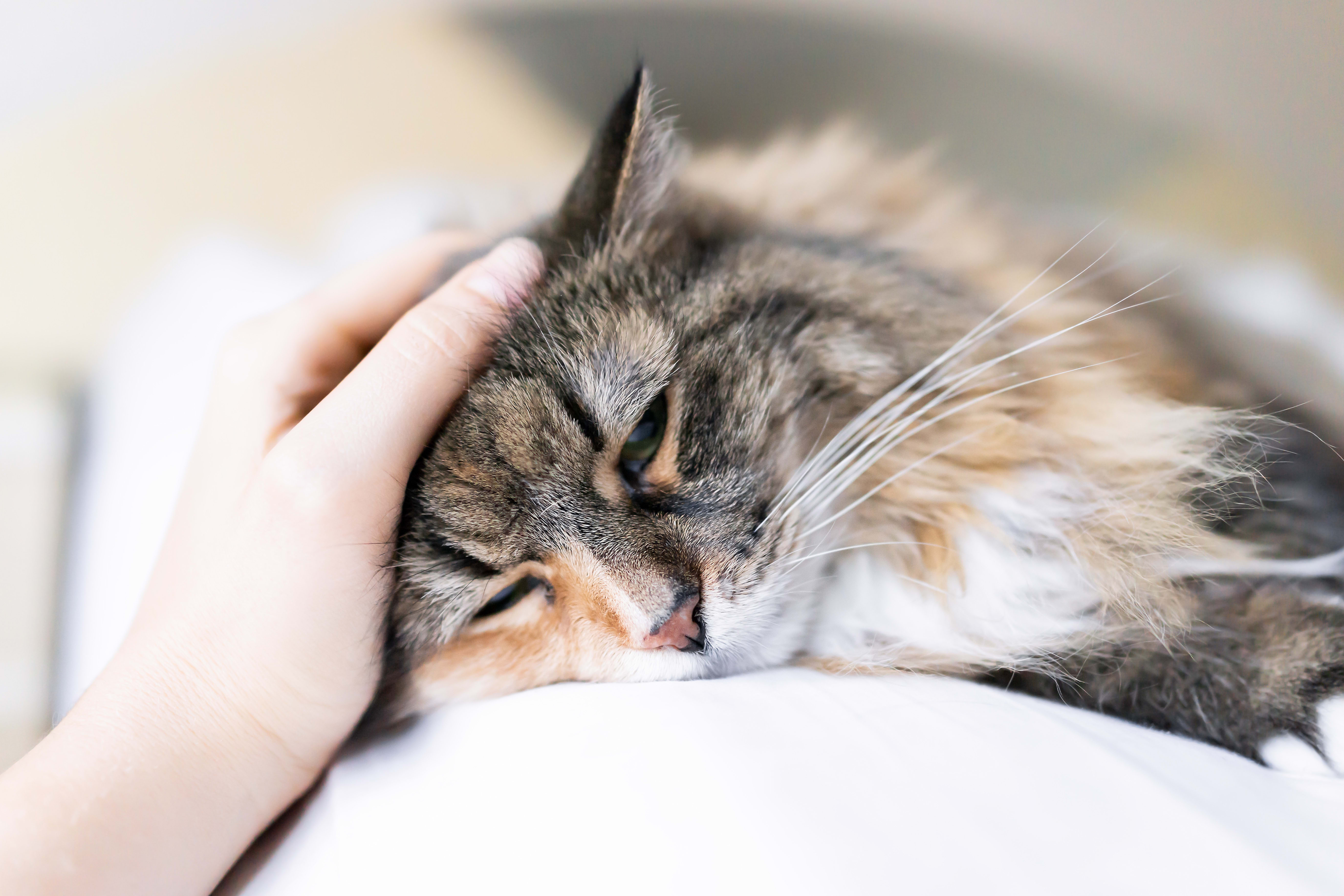Is my cat sick? | Memphis vets | Southwind Animal Hospital