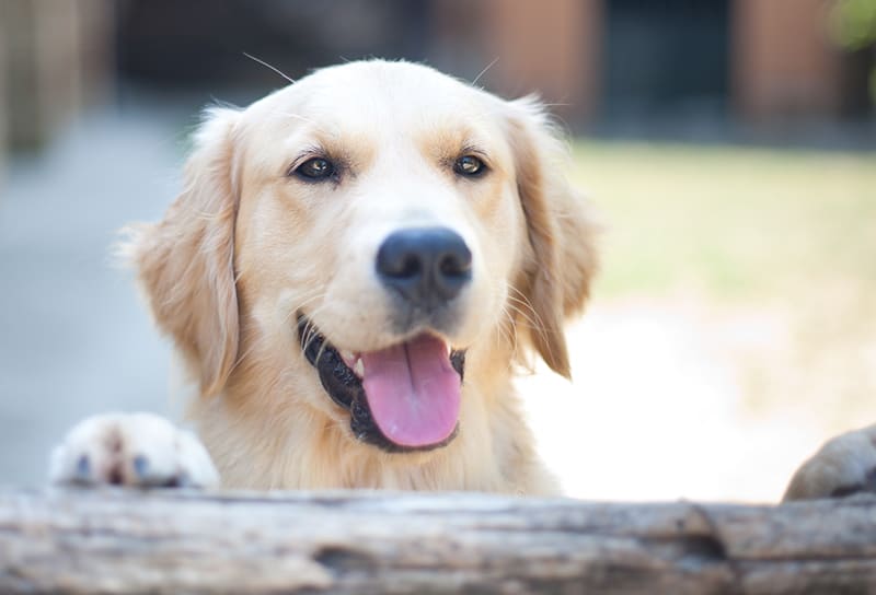 Anaplasmosis Symptoms in Dogs | Southeast Memphis Vet