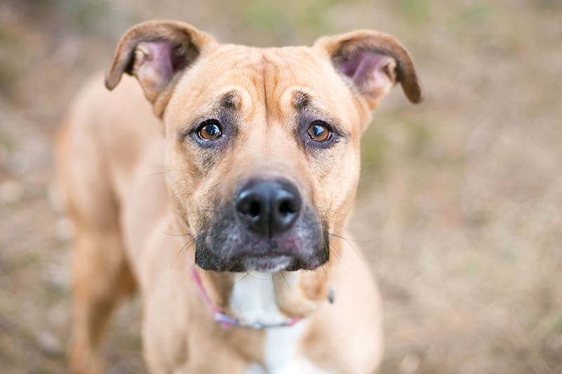 How Babesia infections in dogs are treated, Southeast Memphis Vets