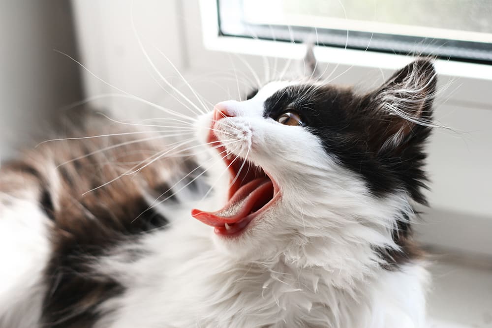 Cat yawning and showing teeth. 