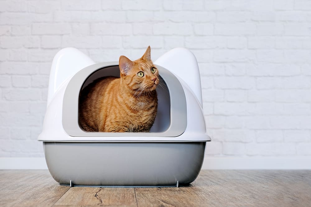 Cat diarrhea is a common problem seen by our vets.
