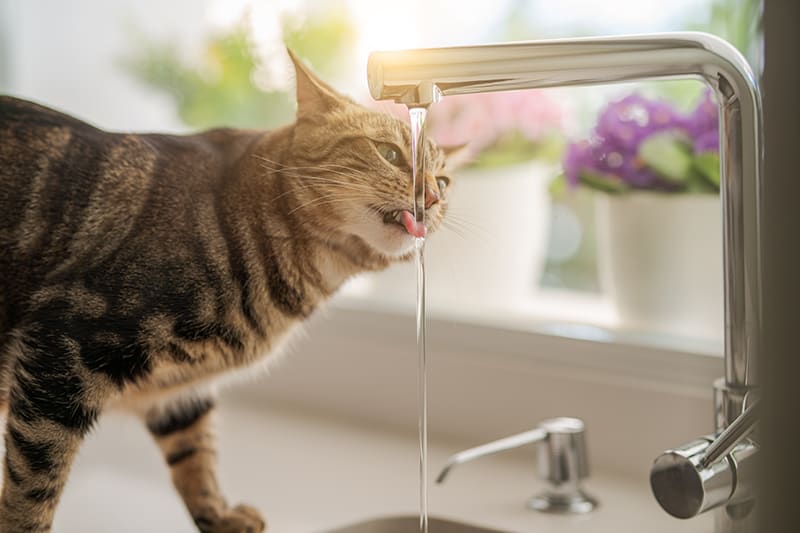 Tabby cat drinking water pouring from a kitchen tap - Southeast Memphis