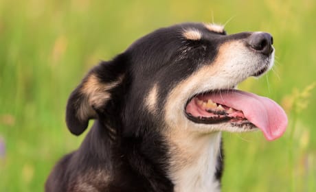 Cleaning your dog's teeth in Southeast Memphis