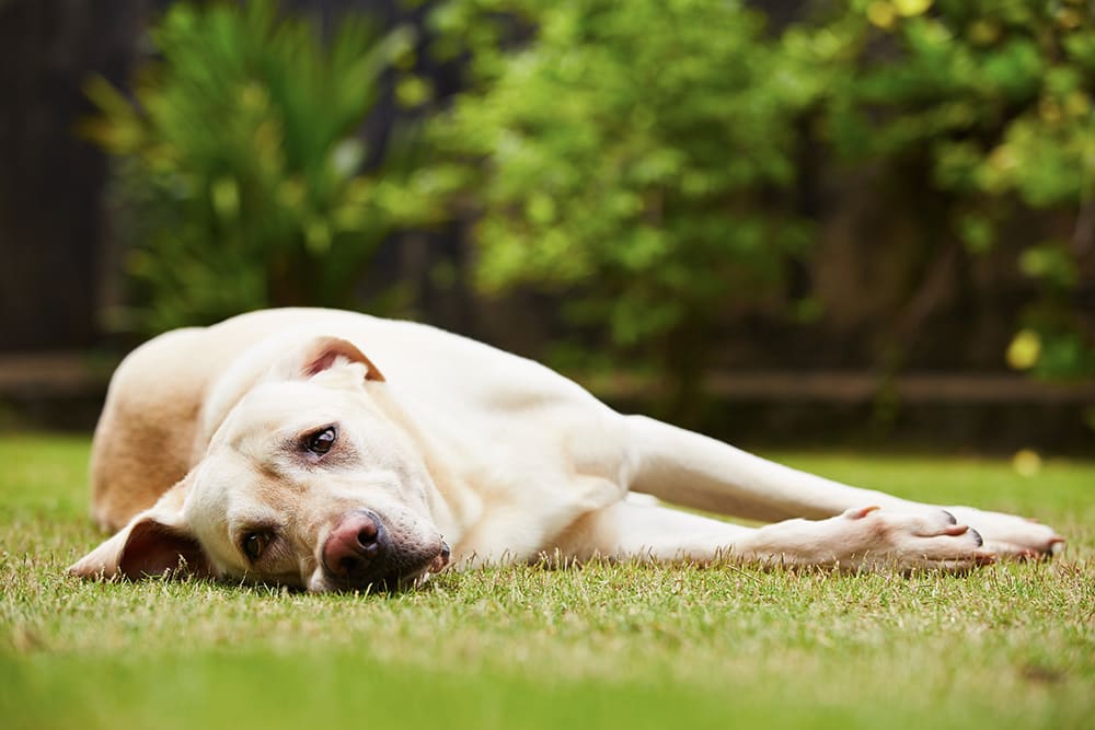 Constipation is common in older dogs. Older golden retriever looking sad, laying on grass. 