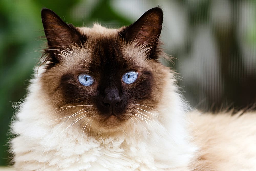 Close-up of a Himalayan cat with blue eyes. One of our picks for cute cat breeds