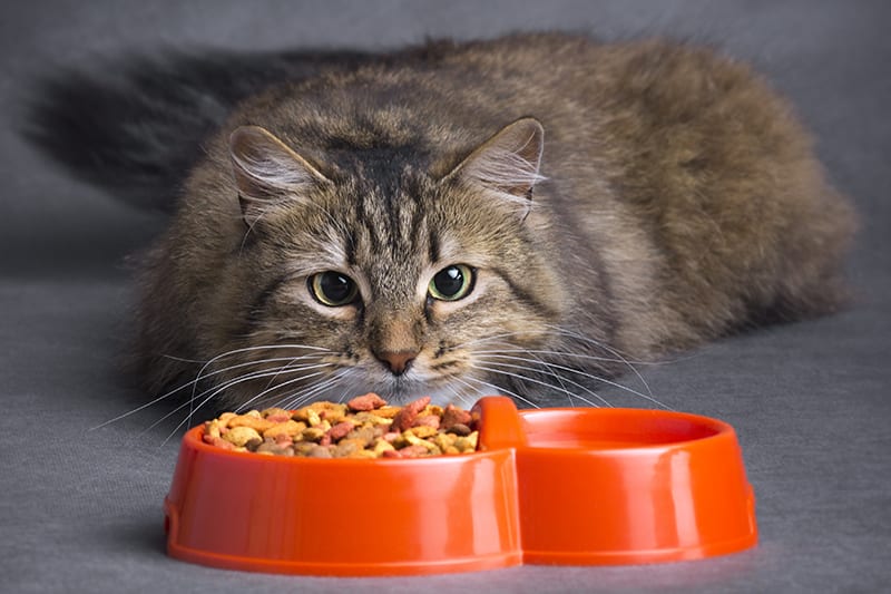 How to tell if your cat is overweight, Southeast Memphis
