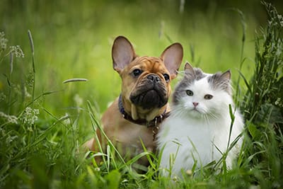 Dog and cat boarding in Southeast Memphis