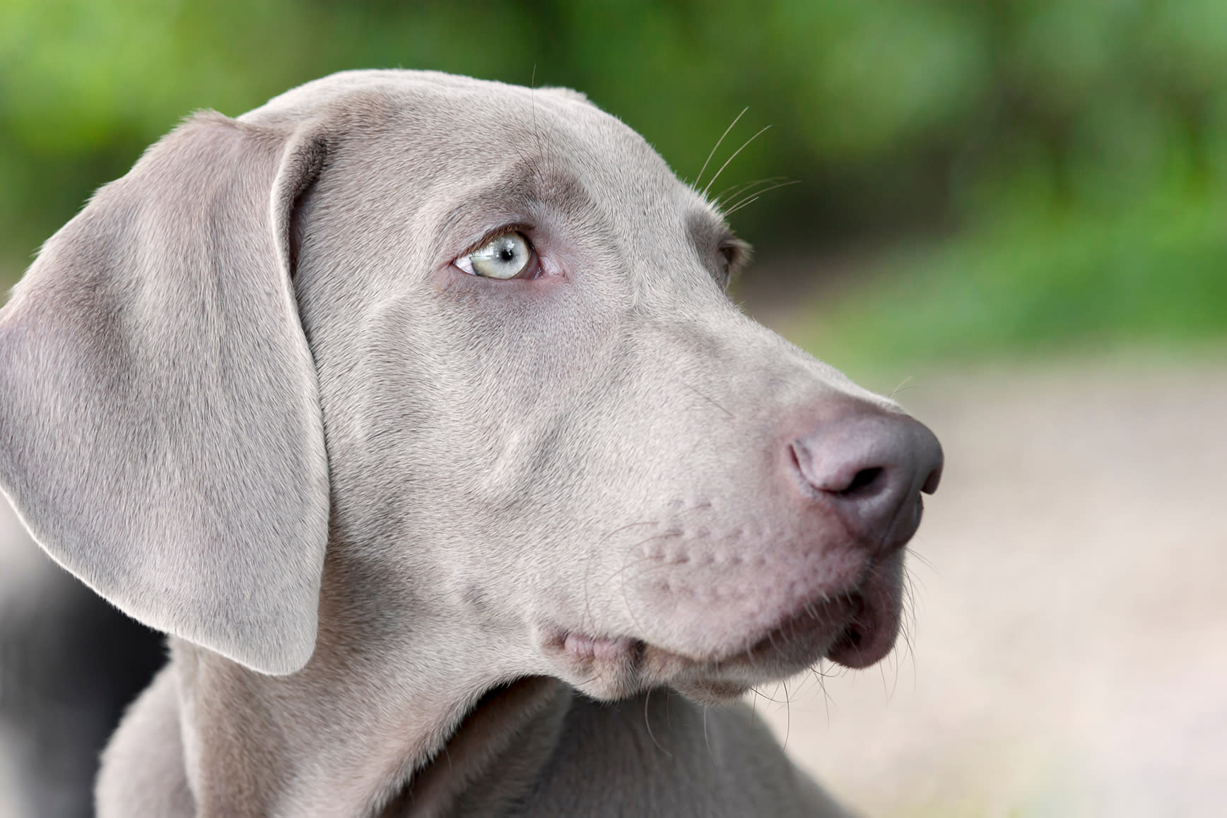 Side portrait of face of beautiful grey dog with grey eyes. How to identify ringworm in dogs.