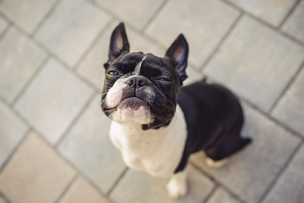 Boston Terrier looking up at camera, waiting to be fed.