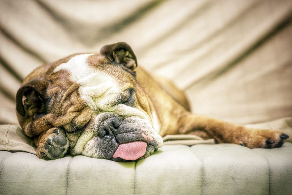 Sleeping dog with tongue out panting.