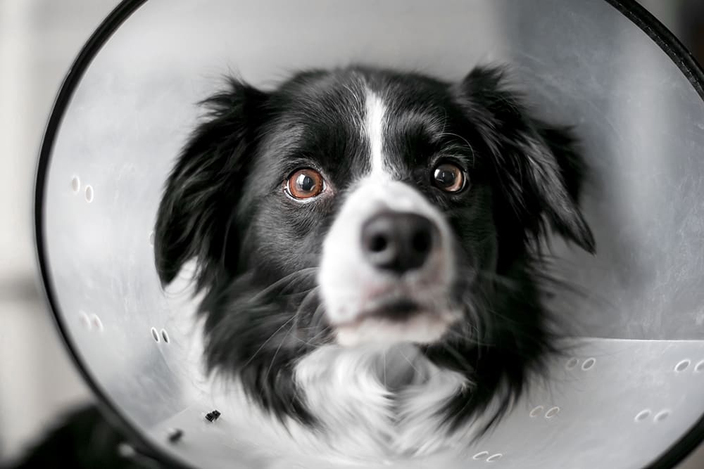 Border Collie wearing a plastic cone