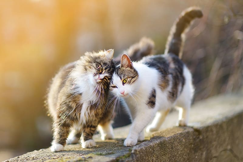 Two friendly, healthy looking cats on a fence - Southeast Memphis