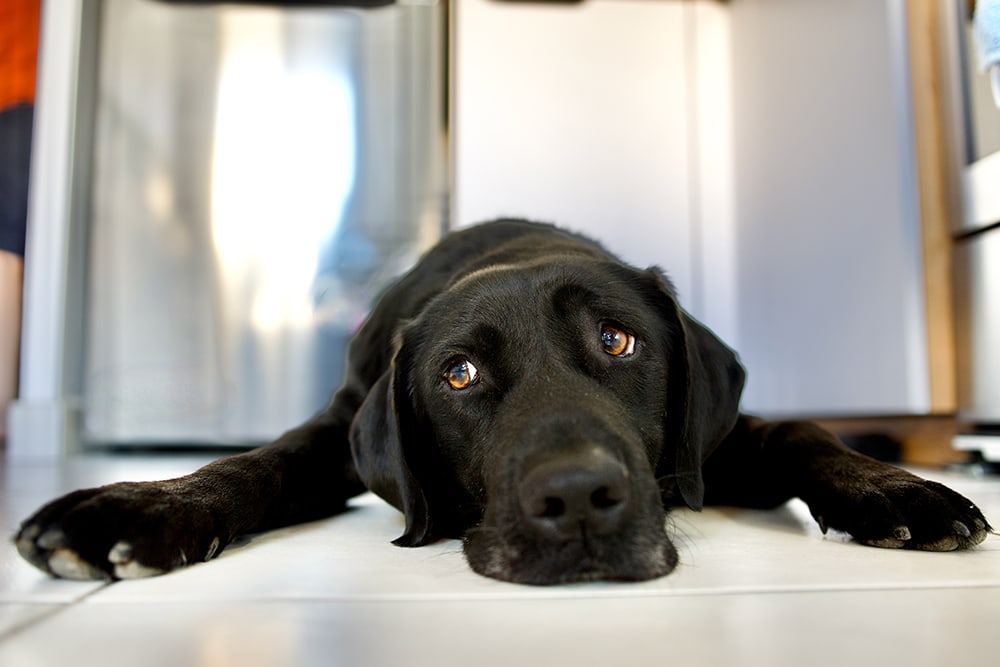 If your dog is suffering from kennel cough they may have less energy than usual. Black labrador retriever laying on tile floor.