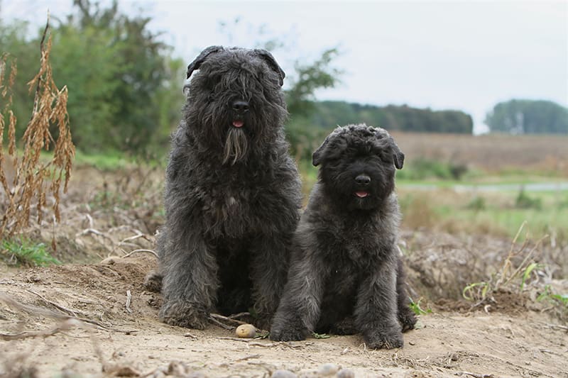 Parent Bouvier de Flandres with puppy. This breed has been shown to have an increased risk of congenital laryngeal paralysis. Southeast Memphis Vet