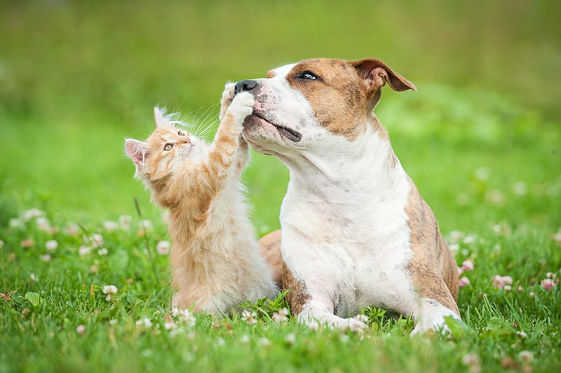 Spaying your pet in Southeast Memphis
