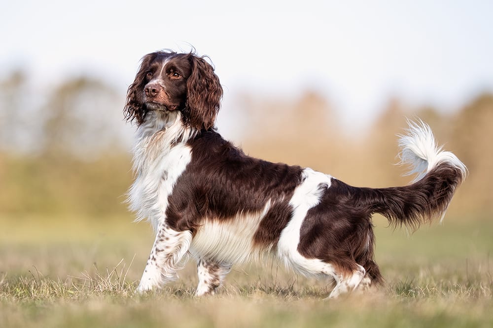 Leptospirosis in dogs. Image of hunting springer spaniel