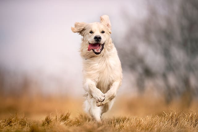 Lyme disease in dogs, Southeast Memphis veterinarian