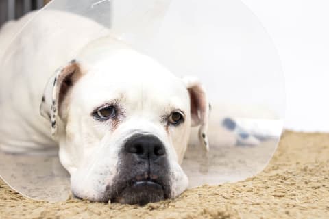 Managing your dog's pain after neutering, Southeast Memphis vets