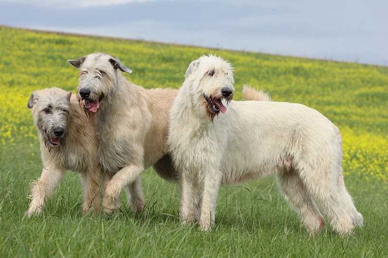 3 Irish Wolfhounds outside in a meadow. Giant breeds often suffer from osteoarthritis. Southeast Memphis Vet