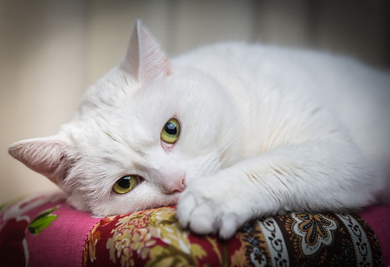 Fluffy white cat laying down, looking into camera - Southeast Memphis