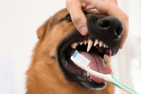 Periodontal disease in dogs in Southeast Memphis