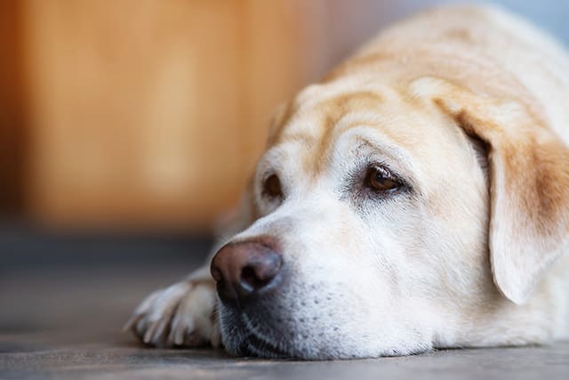 Pneumonia in dogs in Southeast Memphis