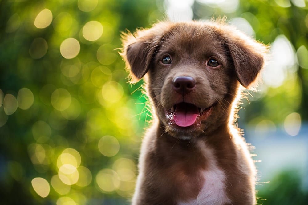 Happy brown puppy. It is essential to vaccinate your puppy against canine parvovirus.