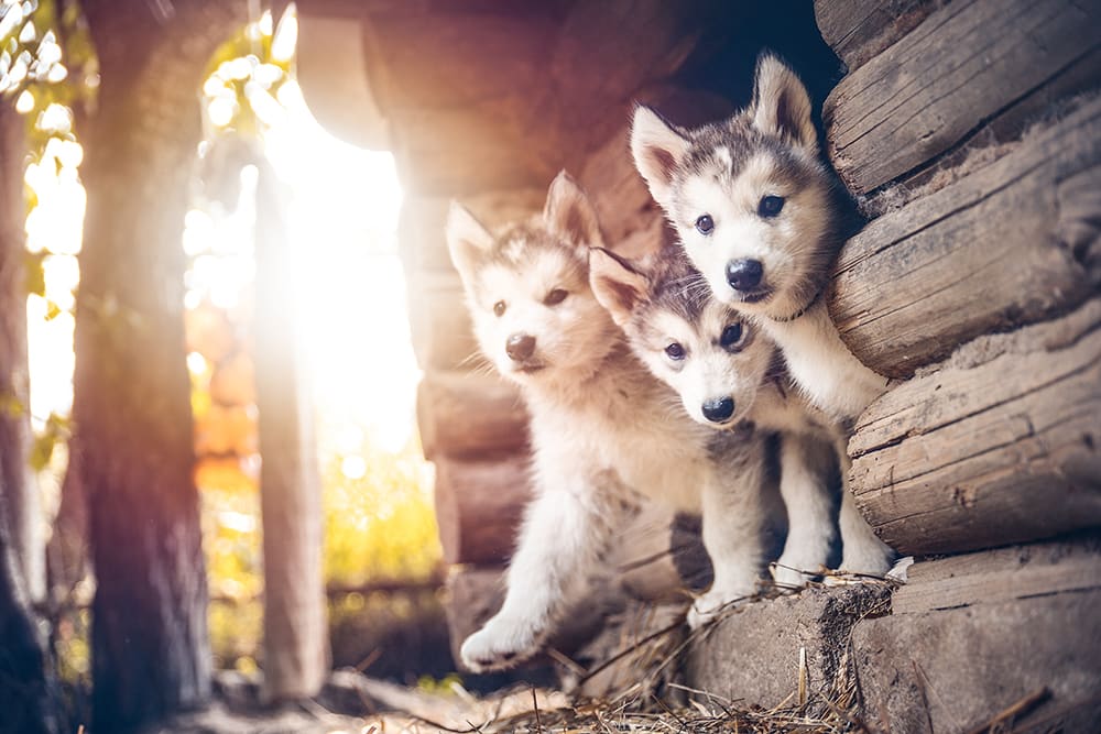Puppies like these little huskies are adorable but need regular vet care to keep them healthy. 