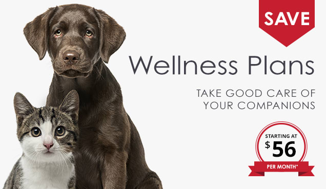 Pet Wellness Plans in Memphis, Tennessee