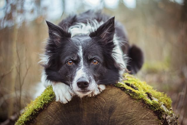 Types of seizures in dogs, Southeast Memphis veterinarian