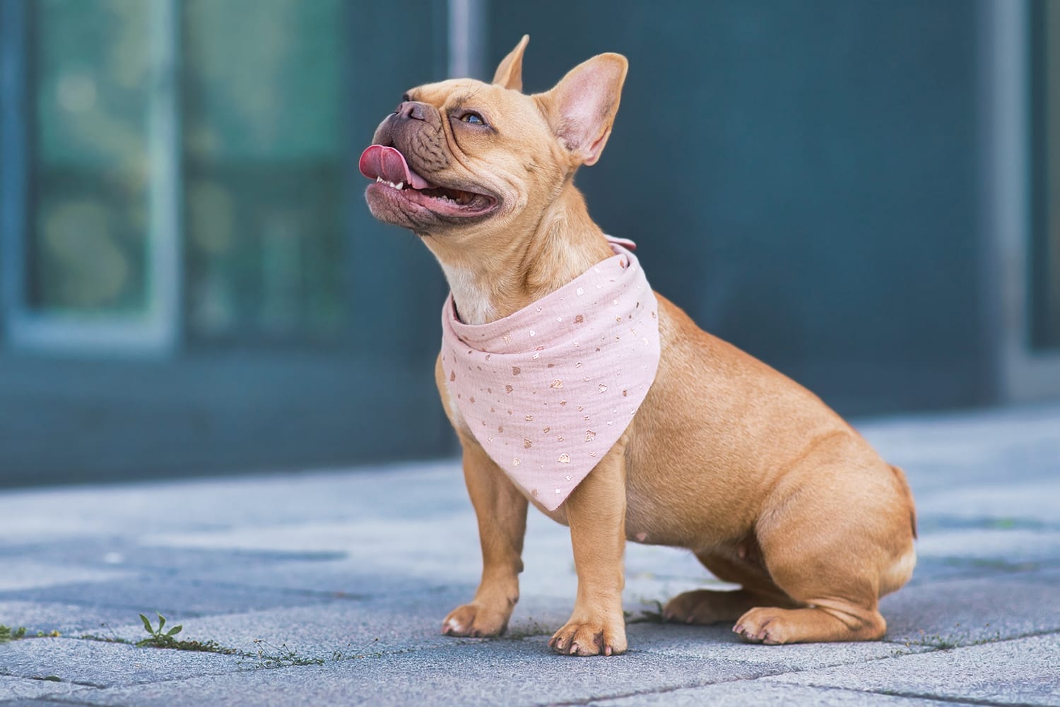 Our vets provide answers to the question, "why do dogs have bad breath?". Picture of French bulldog in pink bandana panting.