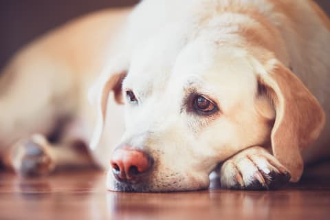 Does your dog have an upset stomach? Southeast Memphis vets