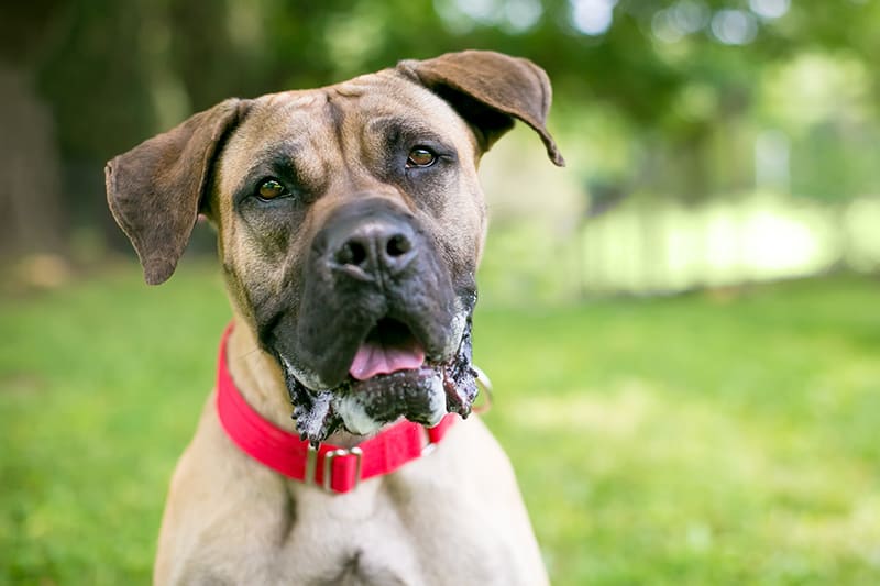 Tick Borne Disease in dogs, Southeast Memphis veterinarian